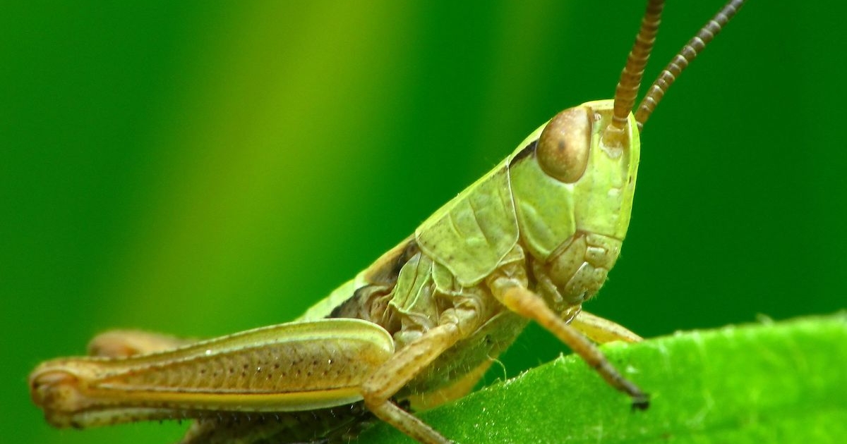 Pseudochorthippus parallelus - Gemeiner Grashüpfer