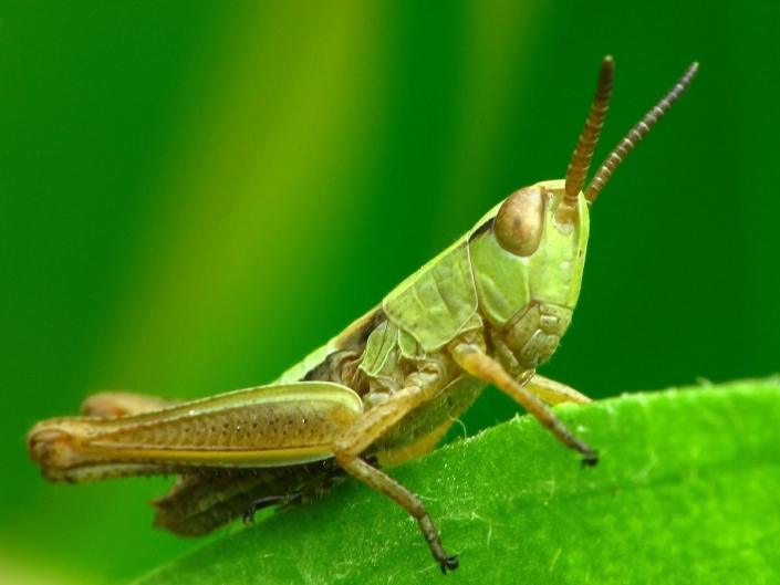 Pseudochorthippus parallelus - Gemeiner Grashüpfer