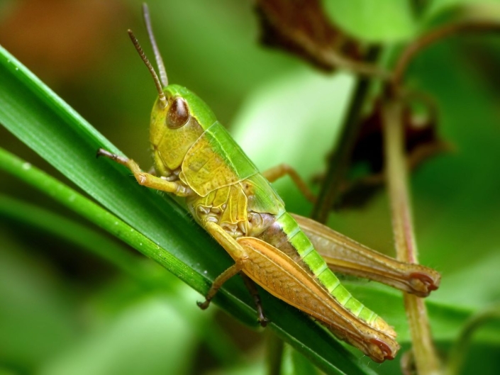 Pseudochorthippus parallelus - Gemeiner Grashüpfer