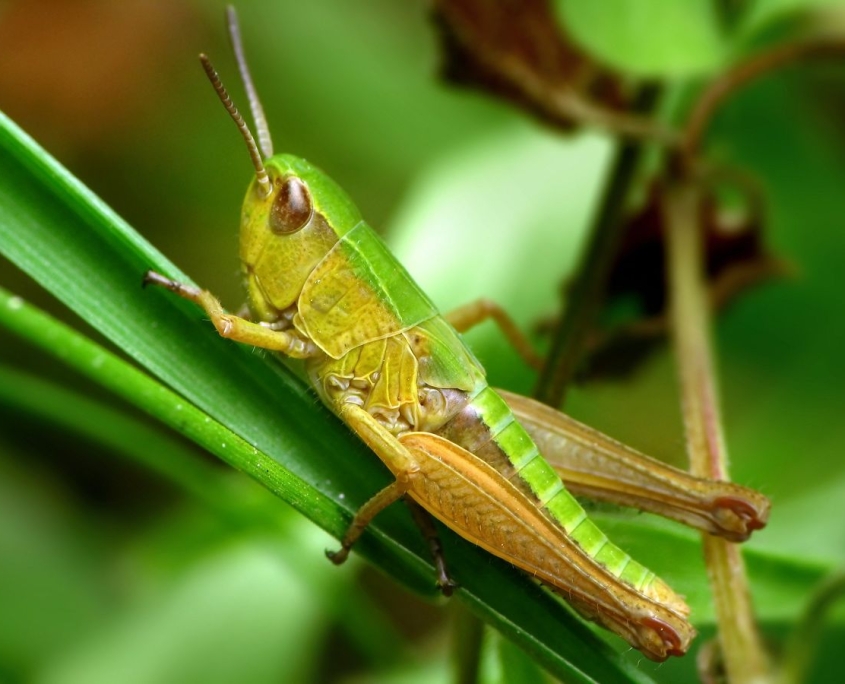 Pseudochorthippus parallelus - Gemeiner Grashüpfer