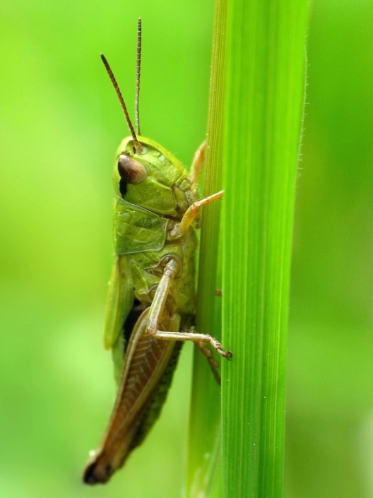 Pseudochorthippus parallelus - Gemeiner Grashüpfer