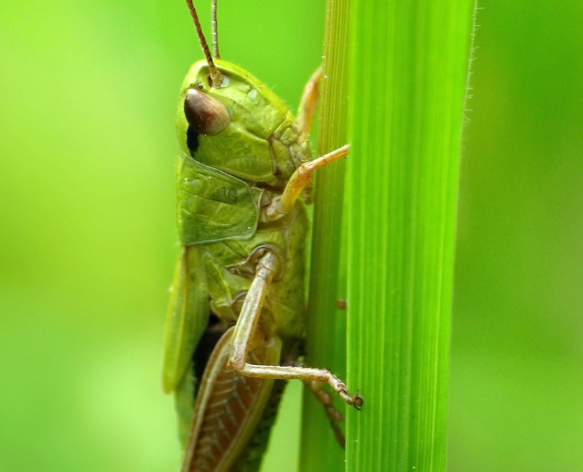 Pseudochorthippus parallelus - Gemeiner Grashüpfer