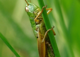 Pseudochorthippus parallelus - Gemeiner Grashüpfer