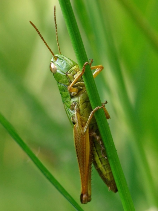 Pseudochorthippus parallelus - Gemeiner Grashüpfer