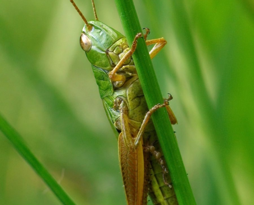 Pseudochorthippus parallelus - Gemeiner Grashüpfer