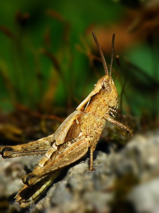Chorthippus mollis - Verkannter Grashüpfer