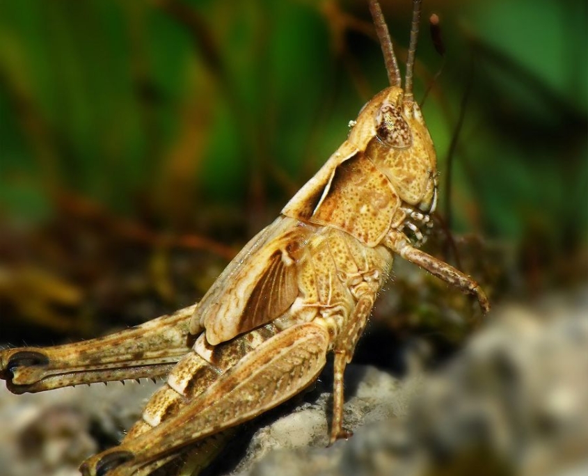 Chorthippus mollis - Verkannter Grashüpfer