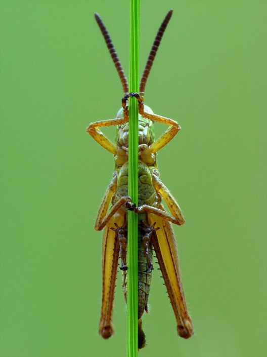 Pseudochorthippus parallelus - Gemeiner Grashüpfer