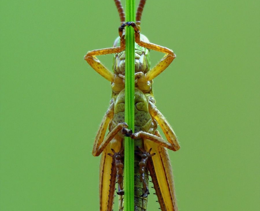 Pseudochorthippus parallelus - Gemeiner Grashüpfer