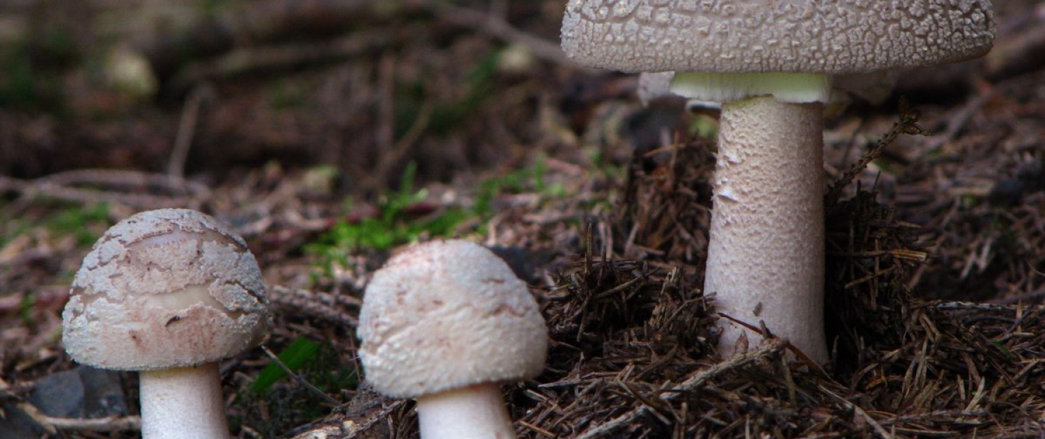 Amanita rubescens - Perlpilz