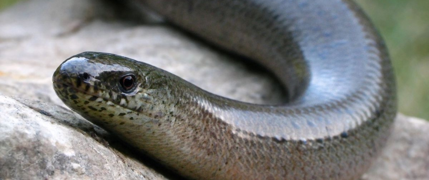 Anguis fragilis - Blindschleiche