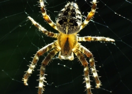 Araneus diadematus - Gartenkreuzspinne