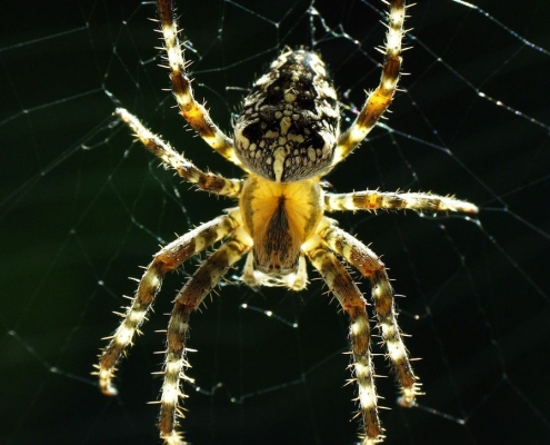 Araneus diadematus - Gartenkreuzspinne