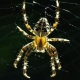 Araneus diadematus - Gartenkreuzspinne