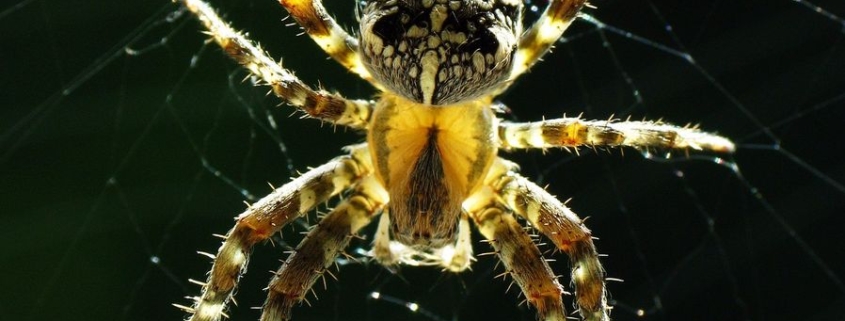 Araneus diadematus - Gartenkreuzspinne