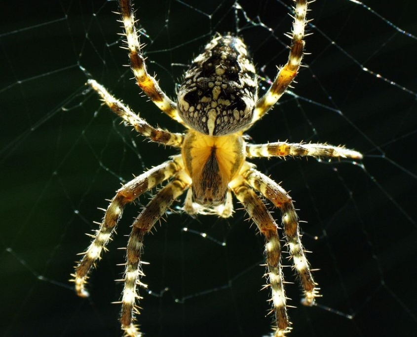 Araneus diadematus - Gartenkreuzspinne
