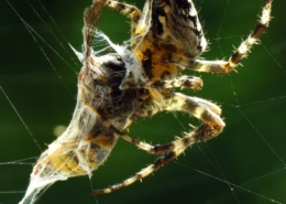 Araneus diadematus - Gartenkreuzspinne
