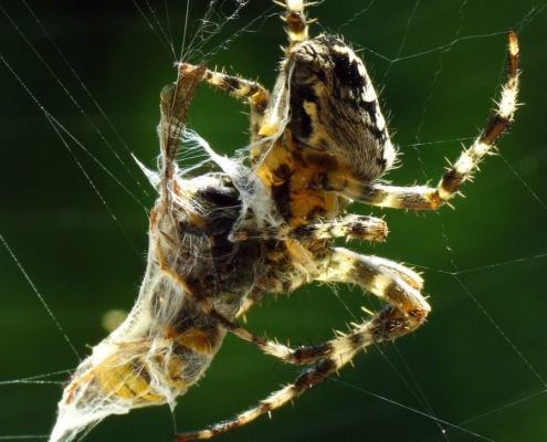 Araneus diadematus - Gartenkreuzspinne