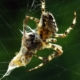 Araneus diadematus - Gartenkreuzspinne
