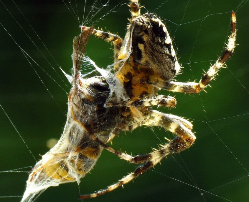 Araneus diadematus - Gartenkreuzspinne