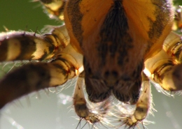 Araneus diadematus - Gartenkreuzspinne