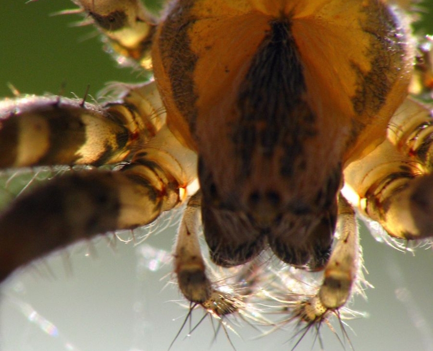 Araneus diadematus - Gartenkreuzspinne