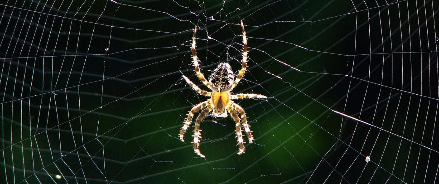 Araneus diadematus - Gartenkreuzspinne