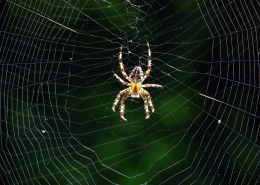 Araneus diadematus - Gartenkreuzspinne