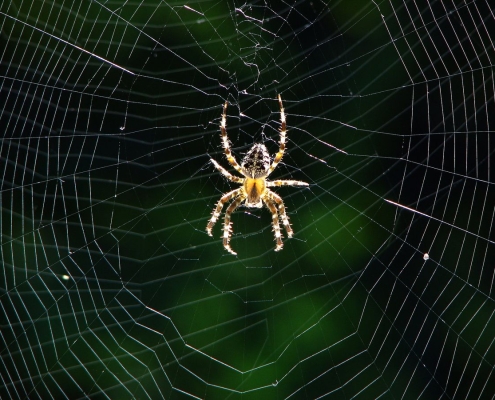 Araneus diadematus - Gartenkreuzspinne