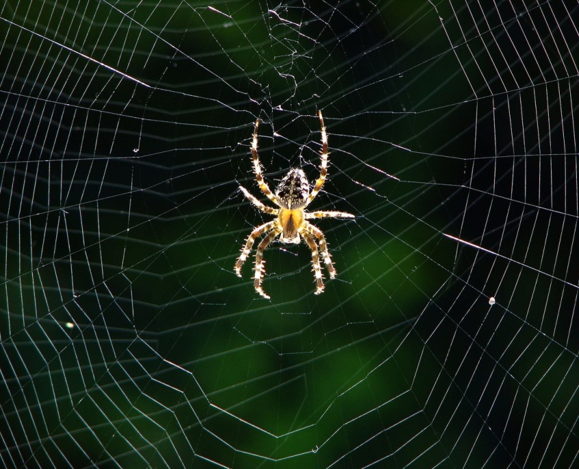 Araneus diadematus - Gartenkreuzspinne