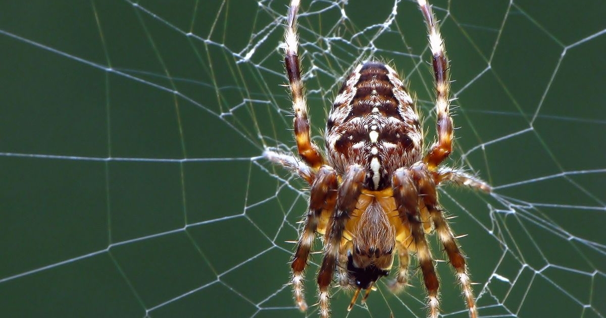 Araneus diadematus - Gartenkreuzspinne