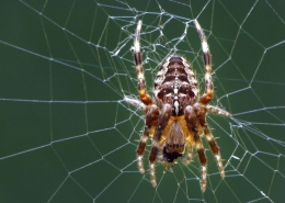 Araneus diadematus - Gartenkreuzspinne