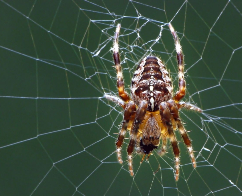 Araneus diadematus - Gartenkreuzspinne