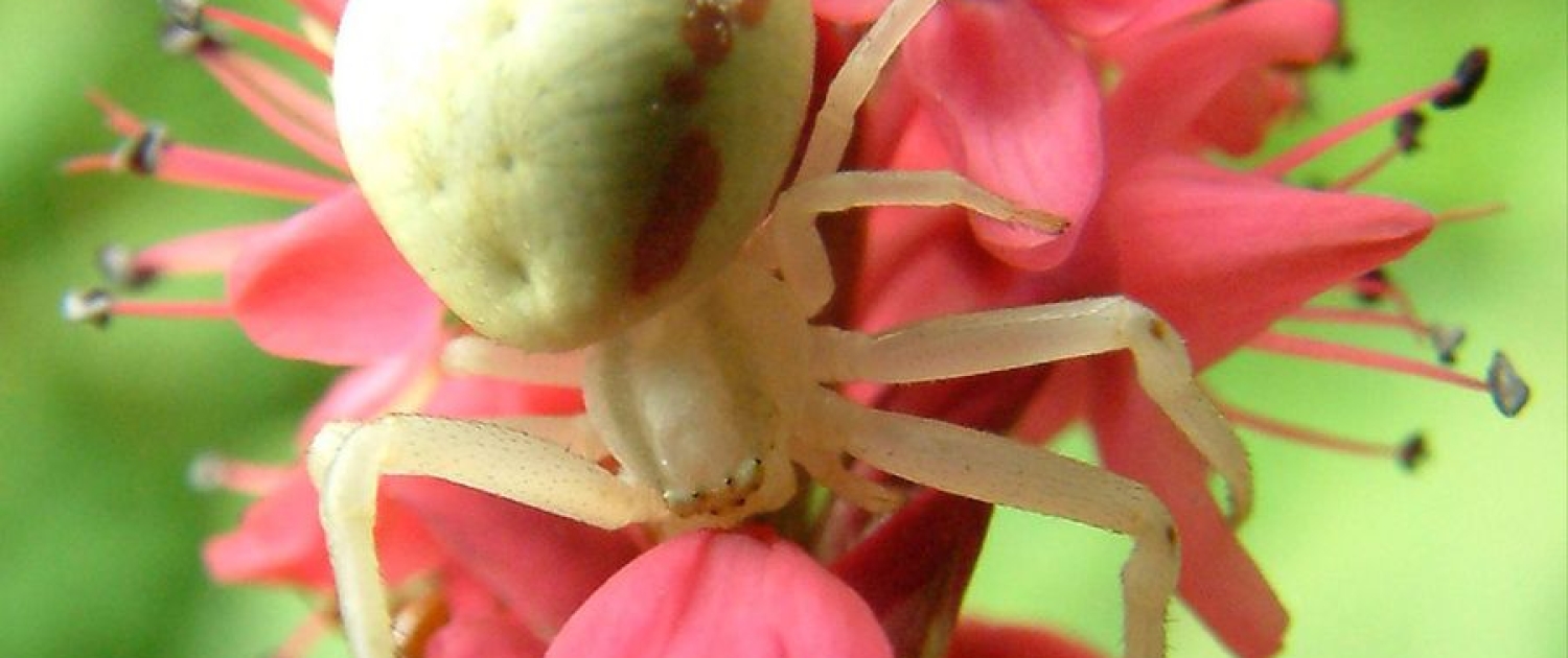 Araniella cucurbitina - Kürbisspinne