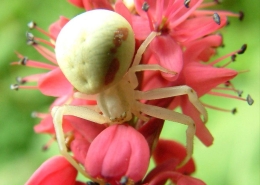 Araniella cucurbitina - Kürbisspinne