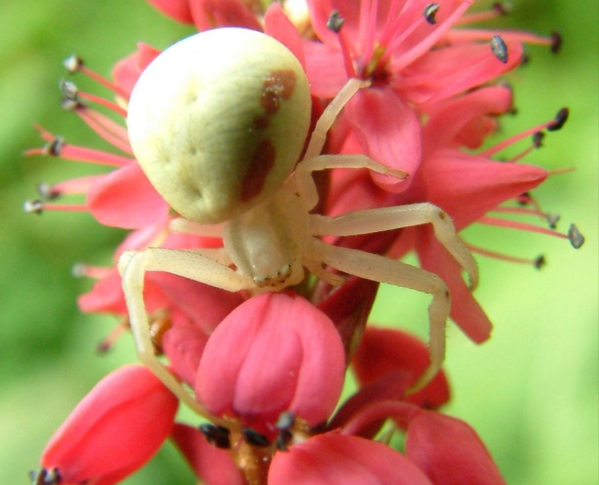 Araniella cucurbitina - Kürbisspinne