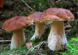 Fichten-Steinpilz - Boletus edulis