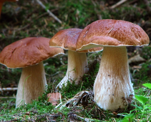 Fichten-Steinpilz - Boletus edulis