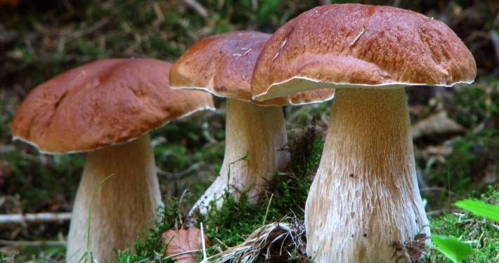 Fichten-Steinpilz - Boletus edulis