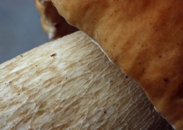 Fichten-Steinpilz - Boletus edulis