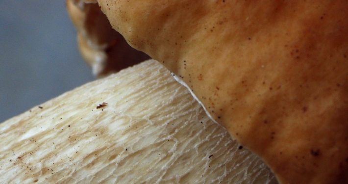 Fichten-Steinpilz - Boletus edulis