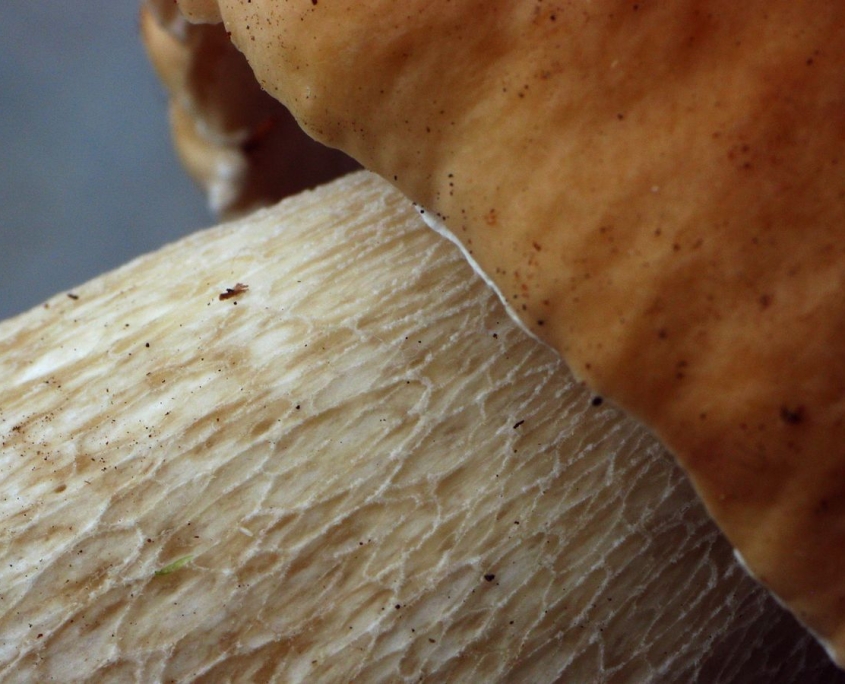 Fichten-Steinpilz - Boletus edulis