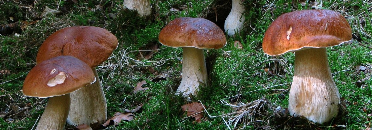 Fichten-Steinpilz - Boletus edulis