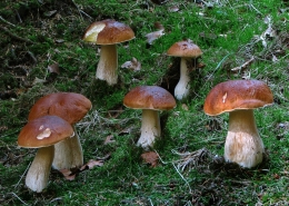 Fichten-Steinpilz - Boletus edulis