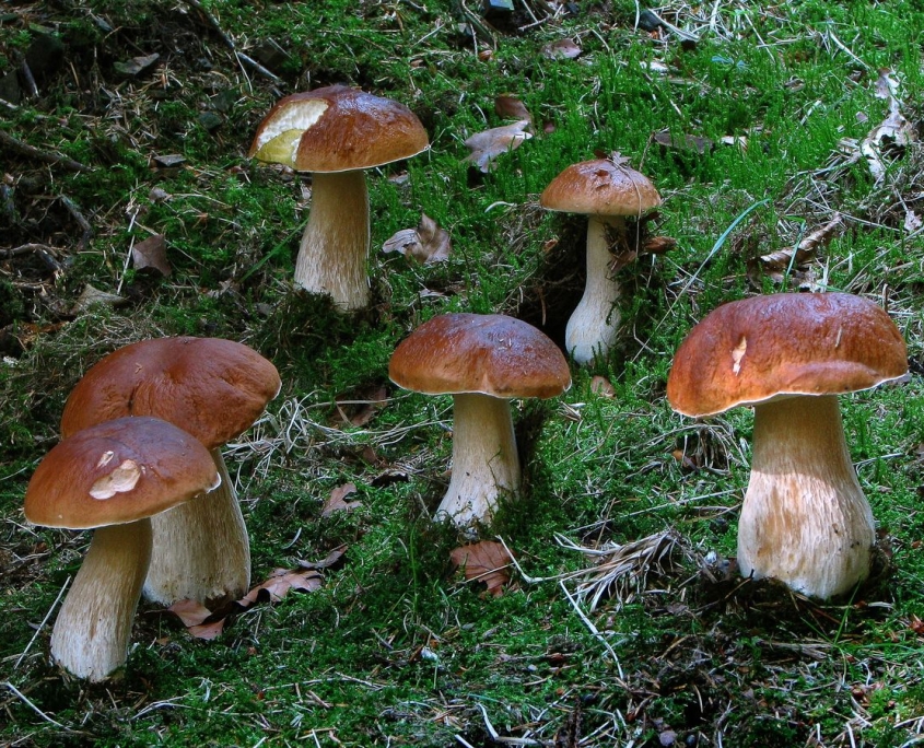 Fichten-Steinpilz - Boletus edulis