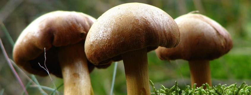 Boletus piperatus