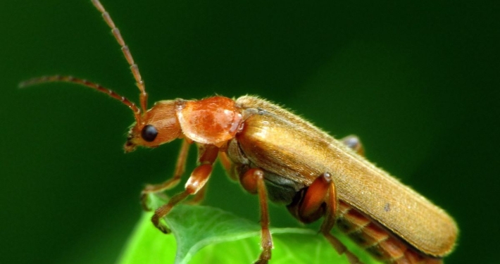 Cantharis livida - Variabler Weichkäfer