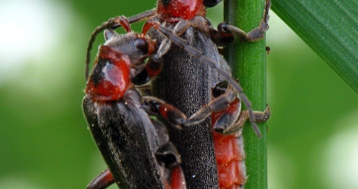Cantharis rustica - Soldatenkäfer