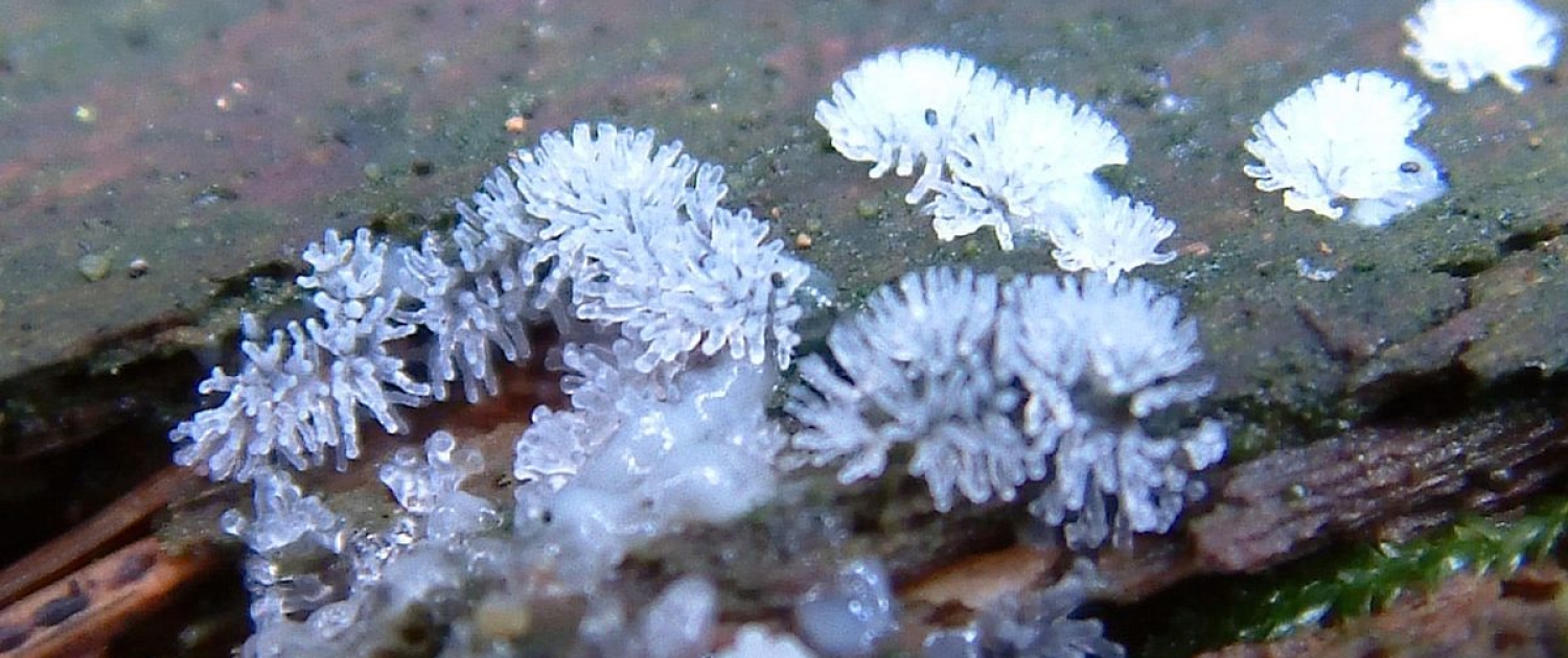 Ceratiomyxa fruticulosa