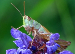 Pseudohorthippus parallelus - Gemeiner Grashüpfer